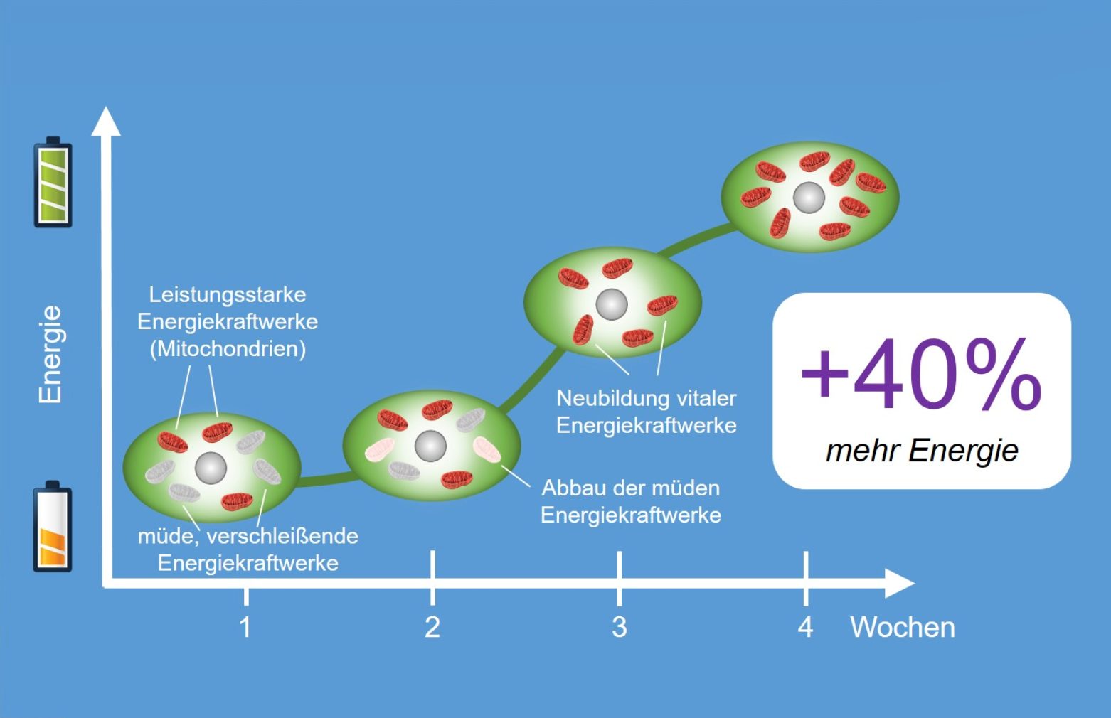 Diagramm: Mitochondrien als Kraftwerke der Zelle