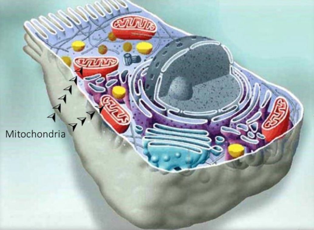 Illustration einer Körperzelle mit Mitochondrien